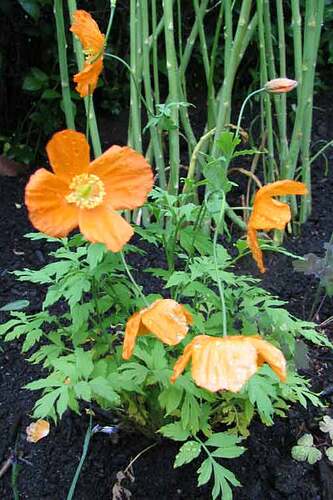 _keltavaleunikkoaurantiaca