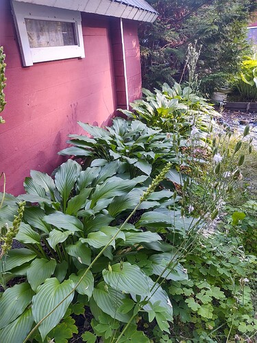 IMG_20250727_073425138_HDR