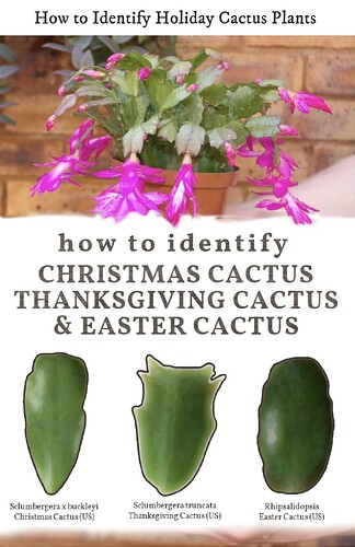 Kuinka tunnistaa kaktukset lehden perusteella