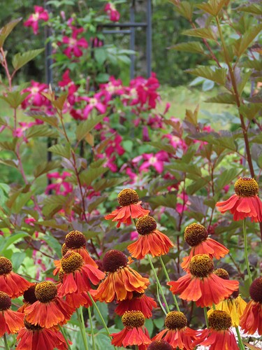 syyshohdekukka ja kärhö