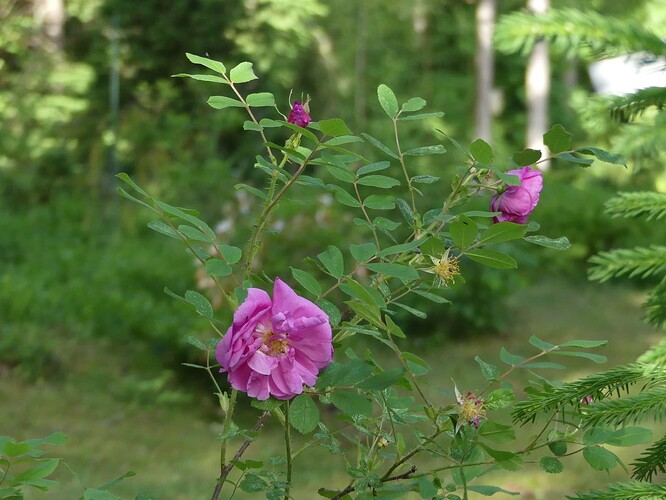 P1150983