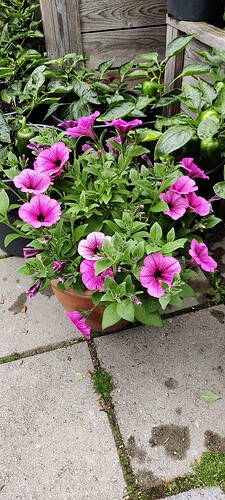 IMG_20250630_164608
