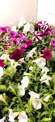 IMG_20250414_193813