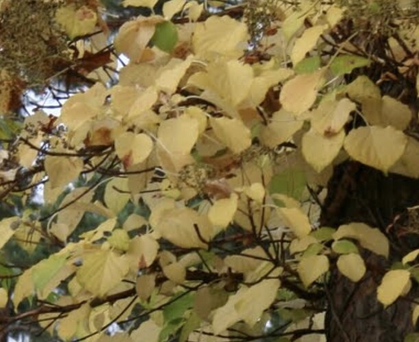 Köynnöshortensian syysväriä