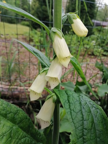 sormustinkukka 27.6.2025