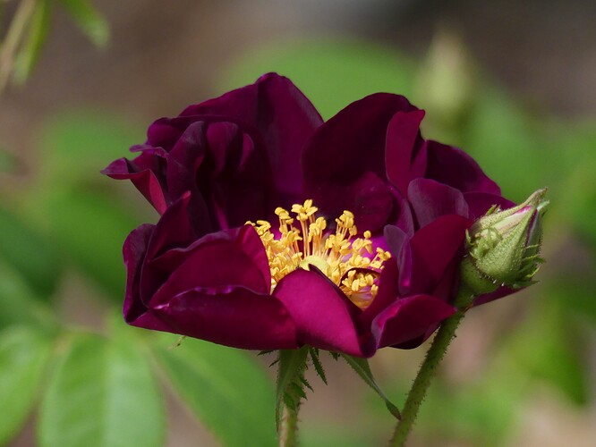 P1100579