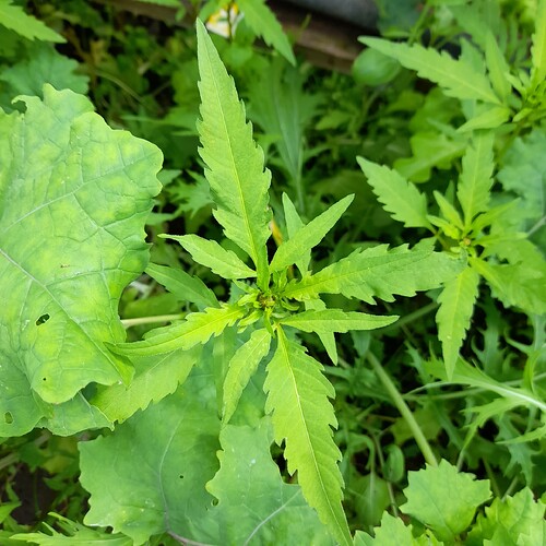 20250622_134546 kasvi Mikähän tämä kasvi on?