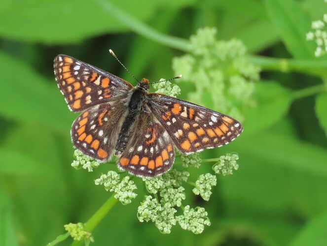 kirjoverkkoperhonen1