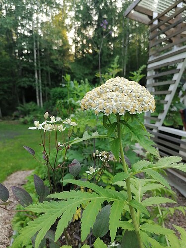 jättipietaryrtti ja pensaskärhö13.7.2025 2