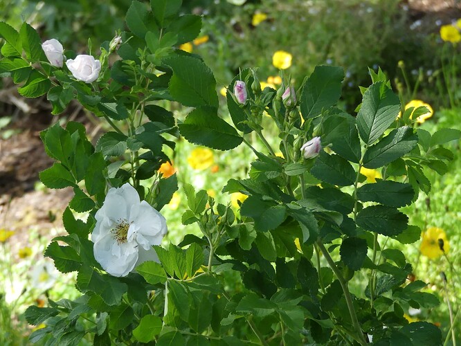 P1150980