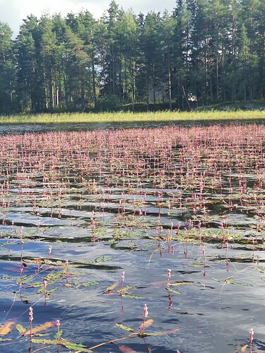 vesitatar 1.9.2025 2