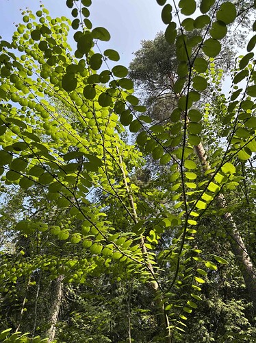 Isolehtikatsura