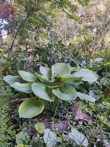 IMG_20250727_073450044_HDR