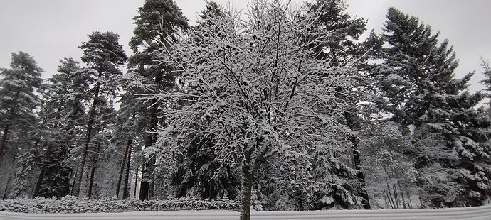 IMG_20241203_131650
