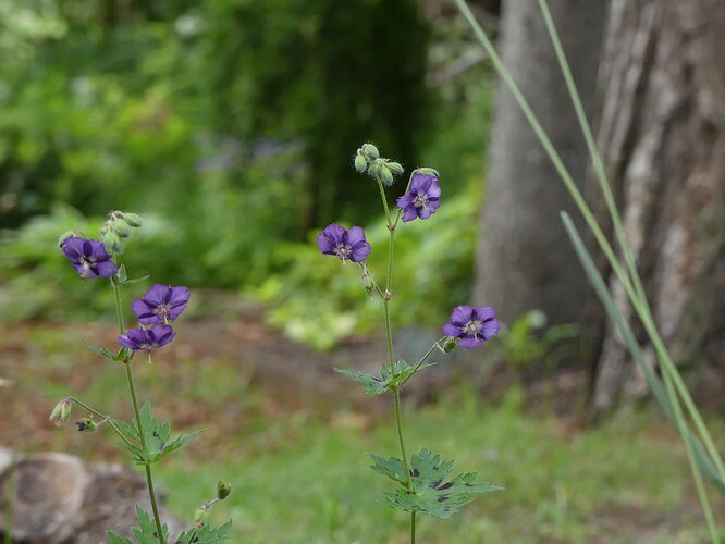 P1150435