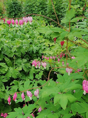 Taimivaihto 18.6.2025 Hennin luona 14