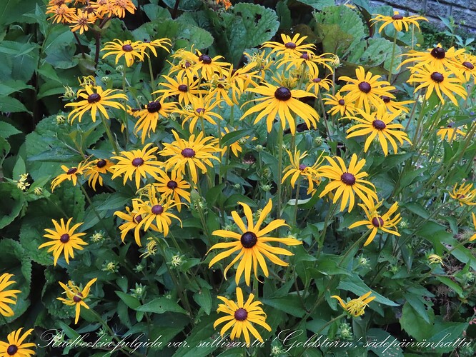 sädepäivänhattu goldsturm