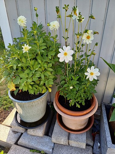 dalia