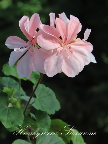 honeywood suzanne