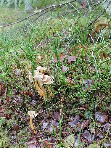 suppismetsällä 3.11.2025 2