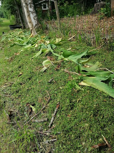 marjatarhapuolen perennapenkin valmistelua 8.7.2023 2