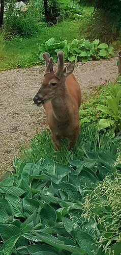 Resized_20250706_200530_resized