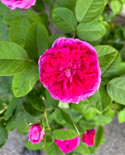 Rose de rescht