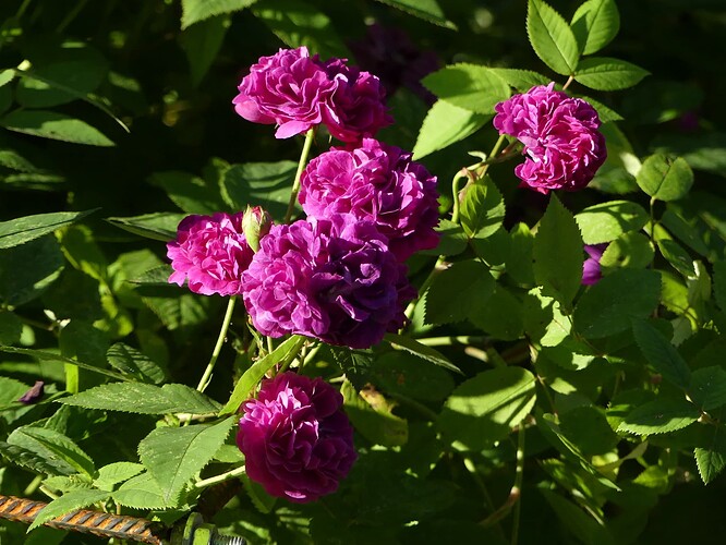 P1160473