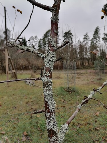 annamaijan omenapuun runko