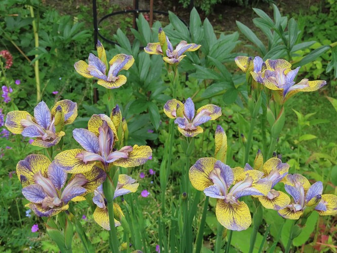 siperiankurjenmiekka tipped in blue 1