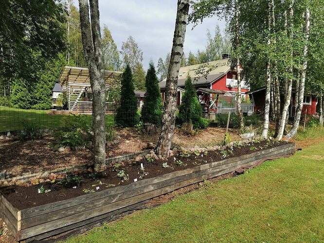 marjatarhapuolen perennapenkin istutukset 10.8.2023 2