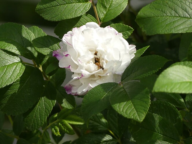 P1150644