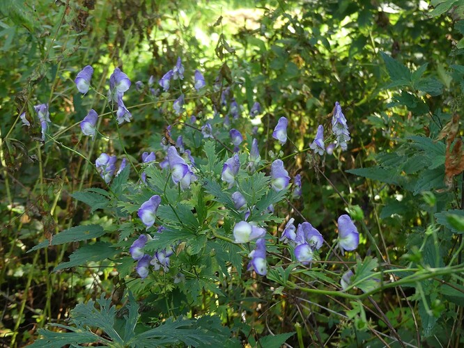P1170392