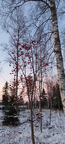 IMG_20241209_143934