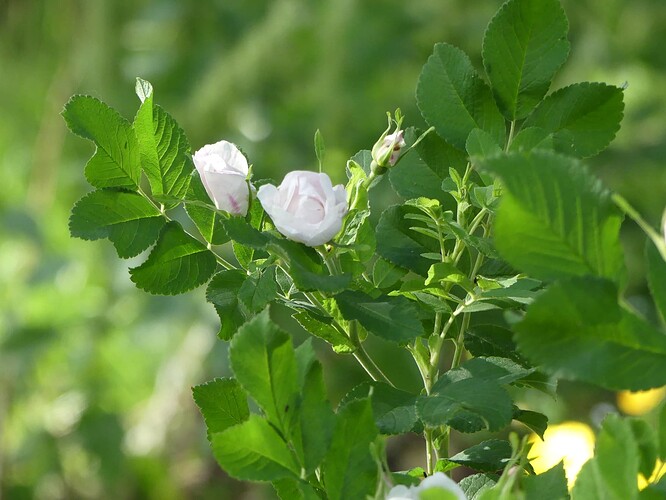 P1150975