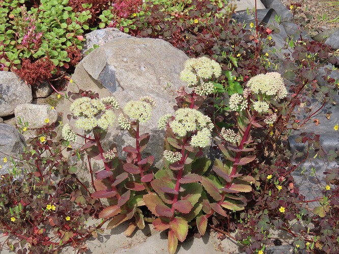 isomaksaruoho ja pihakäenkaali