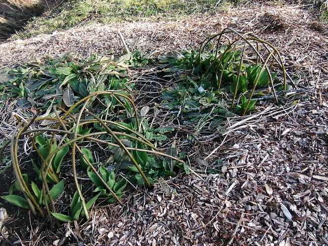 tulppaanien peurasuojat 12.4.2026