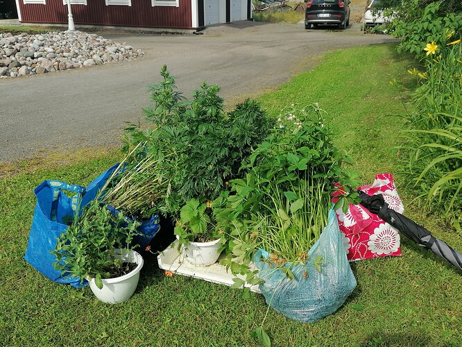 Taimivaihto 18.6.2025 Hennin luona 2