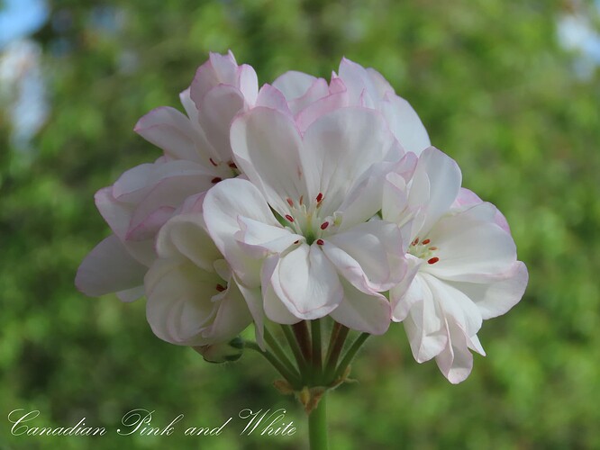 canadian pink and white