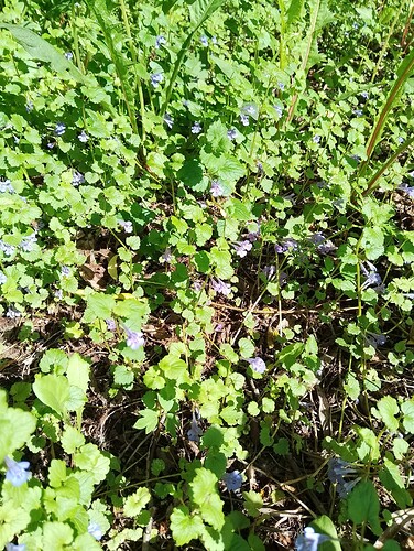 IMG_20250620_160749_HDR