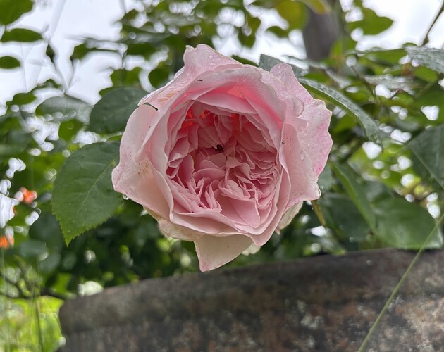 DA_Wisley_2008