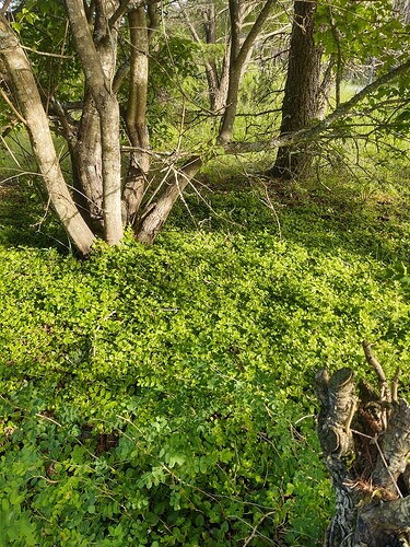 IMG_20250705_181751650_HDR