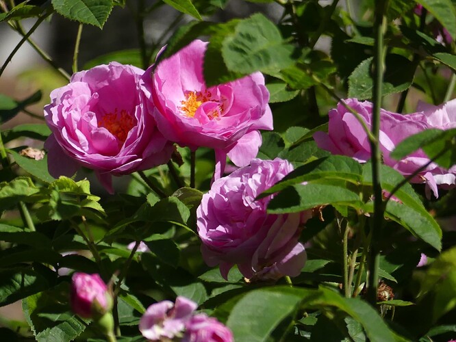 P1110481