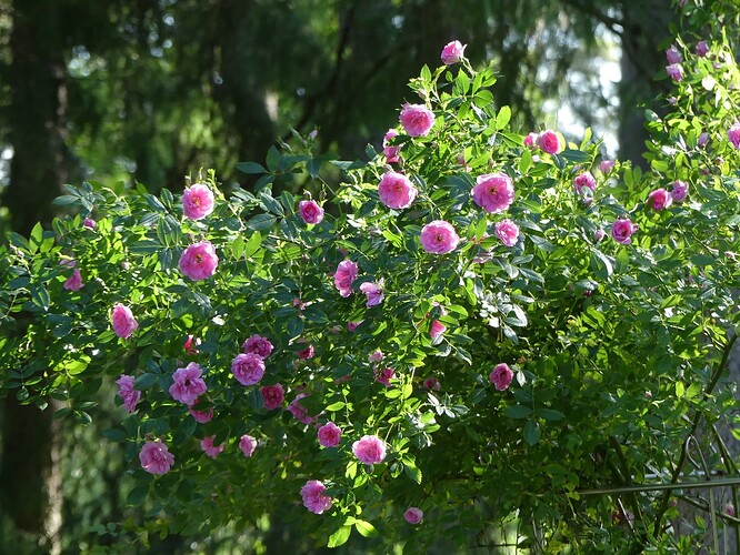 P1150768