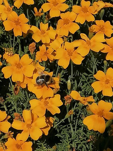 kääpiösamettikukka 15.8.2023 2