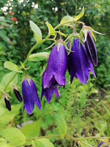 kent belle kellokukka 8.7.2023