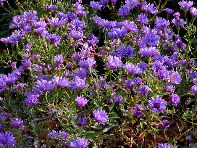 ellun pystyasteri