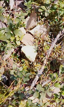 IMG_20250330_154626
