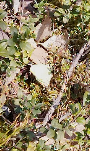IMG_20250330_154626