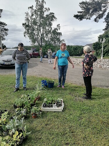 Taimivaihto 18.6.2025 Hennin luona 1